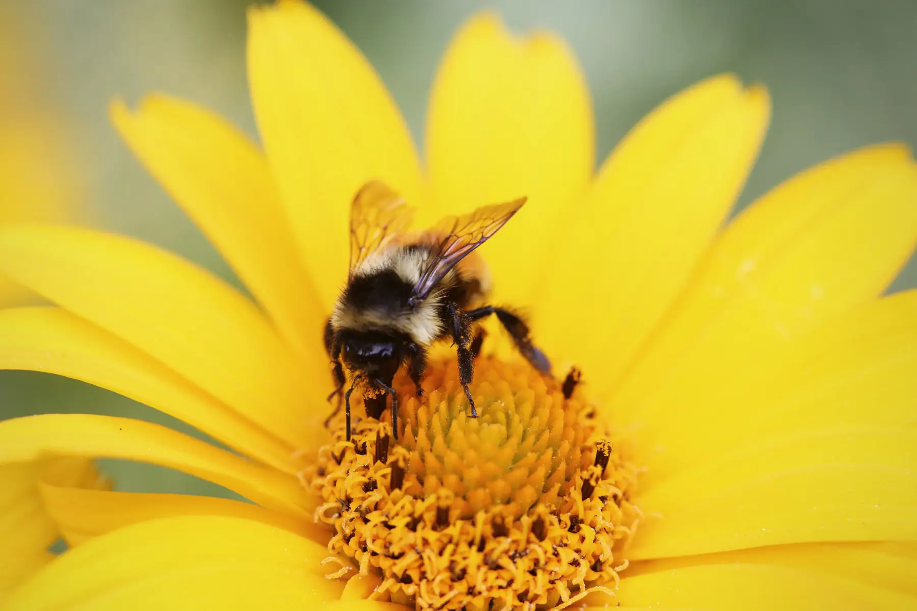 Tutte le proprietà del miele e dei prodotti dell'apicoltura