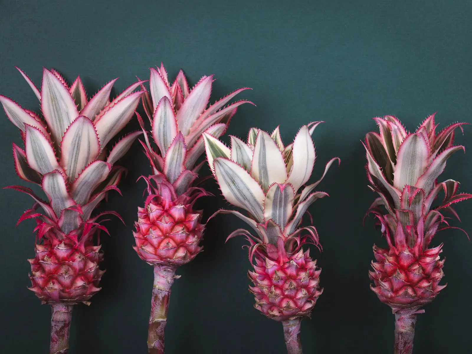 Ananas rosa: il nuovo OGM che sta facendo impazzire Instagram