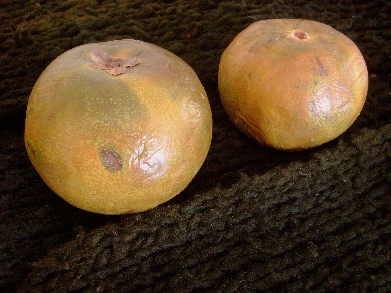 Lucuma, il frutto peruviano che rimargina le ferite