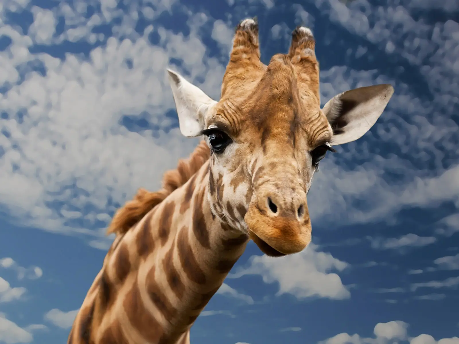 Le 5 curiosità che non sapevate sulle giraffe