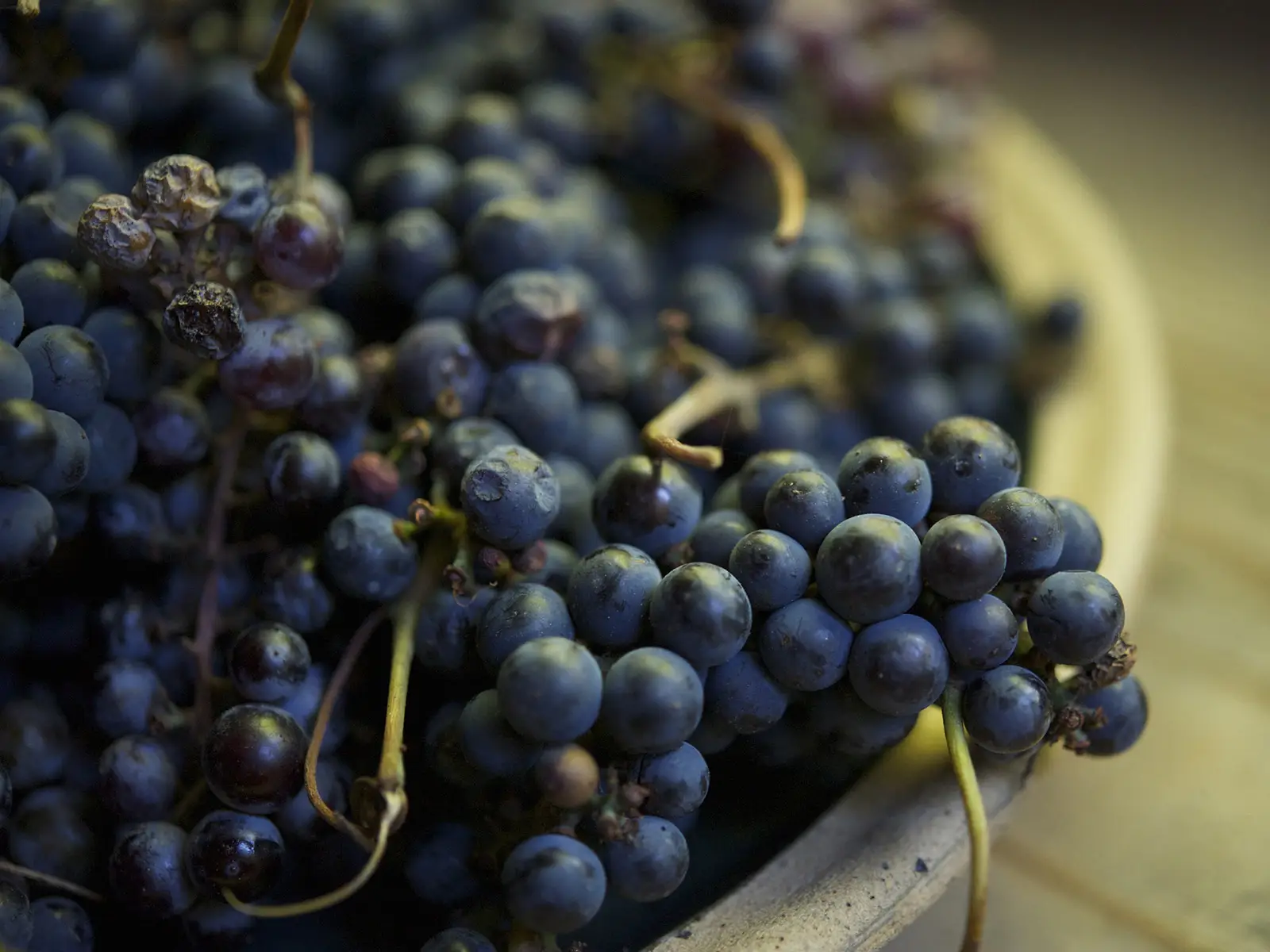 Fragolino, il vino proibito che non può essere venduto in Europa