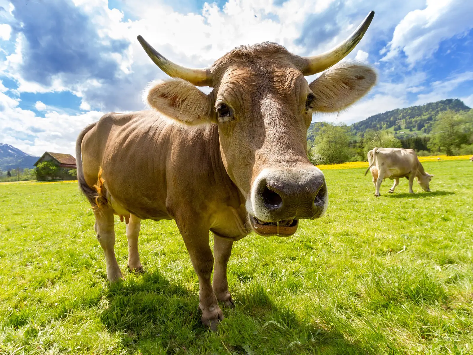 Vacche mangia-alghe per contrastare il cambiamento climatico