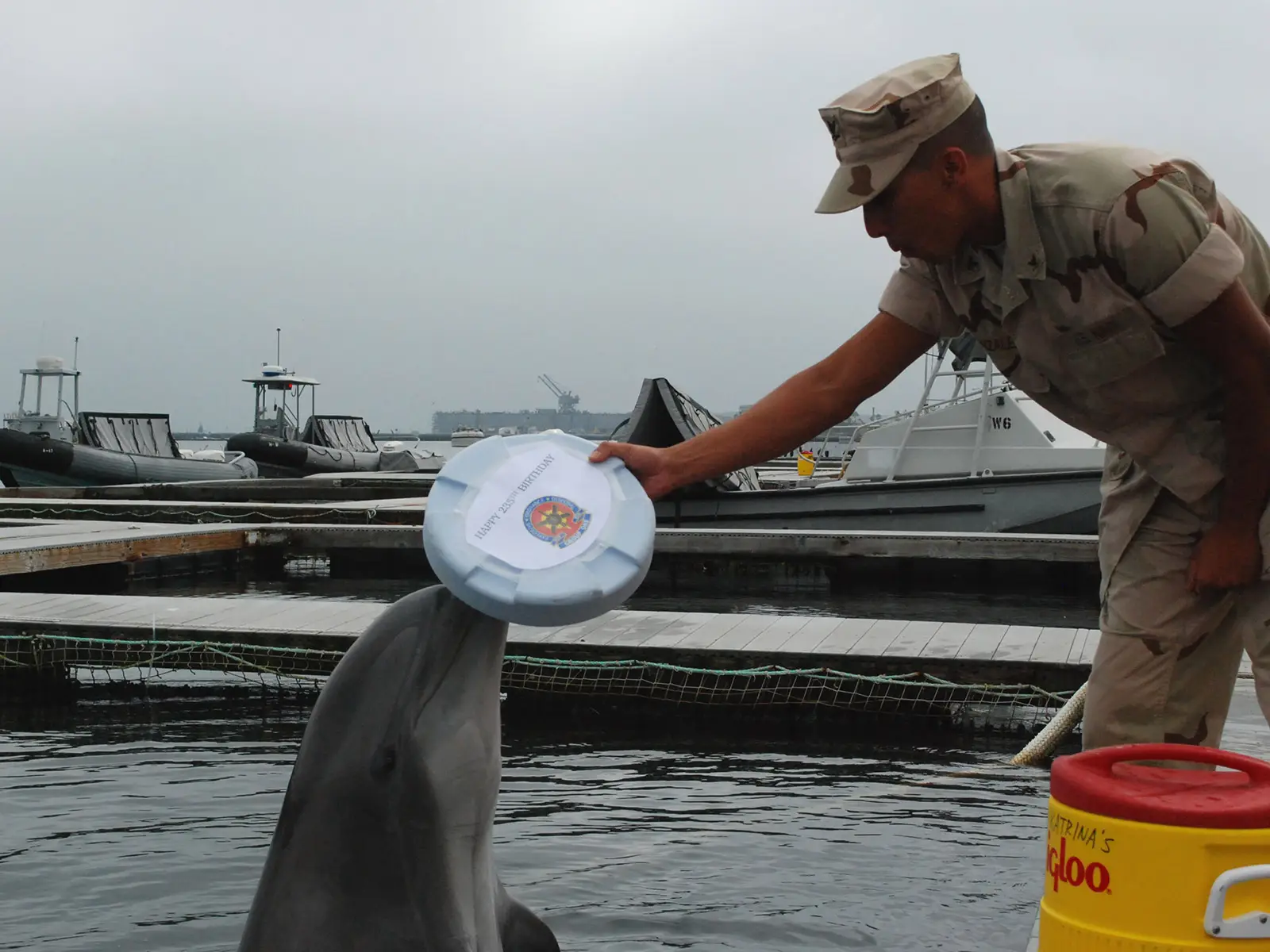 Delfini in guerra, da kamikaze a cacciatori di mine