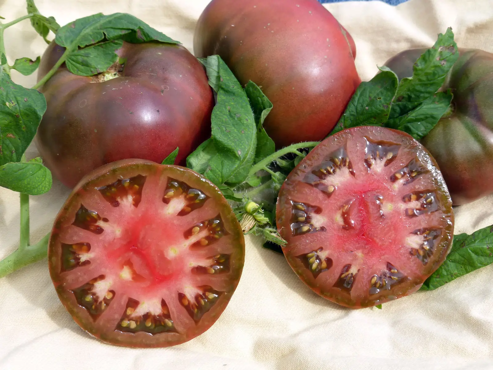 Pomodori neri di Seborga, una tipicità quasi sconosciuta
