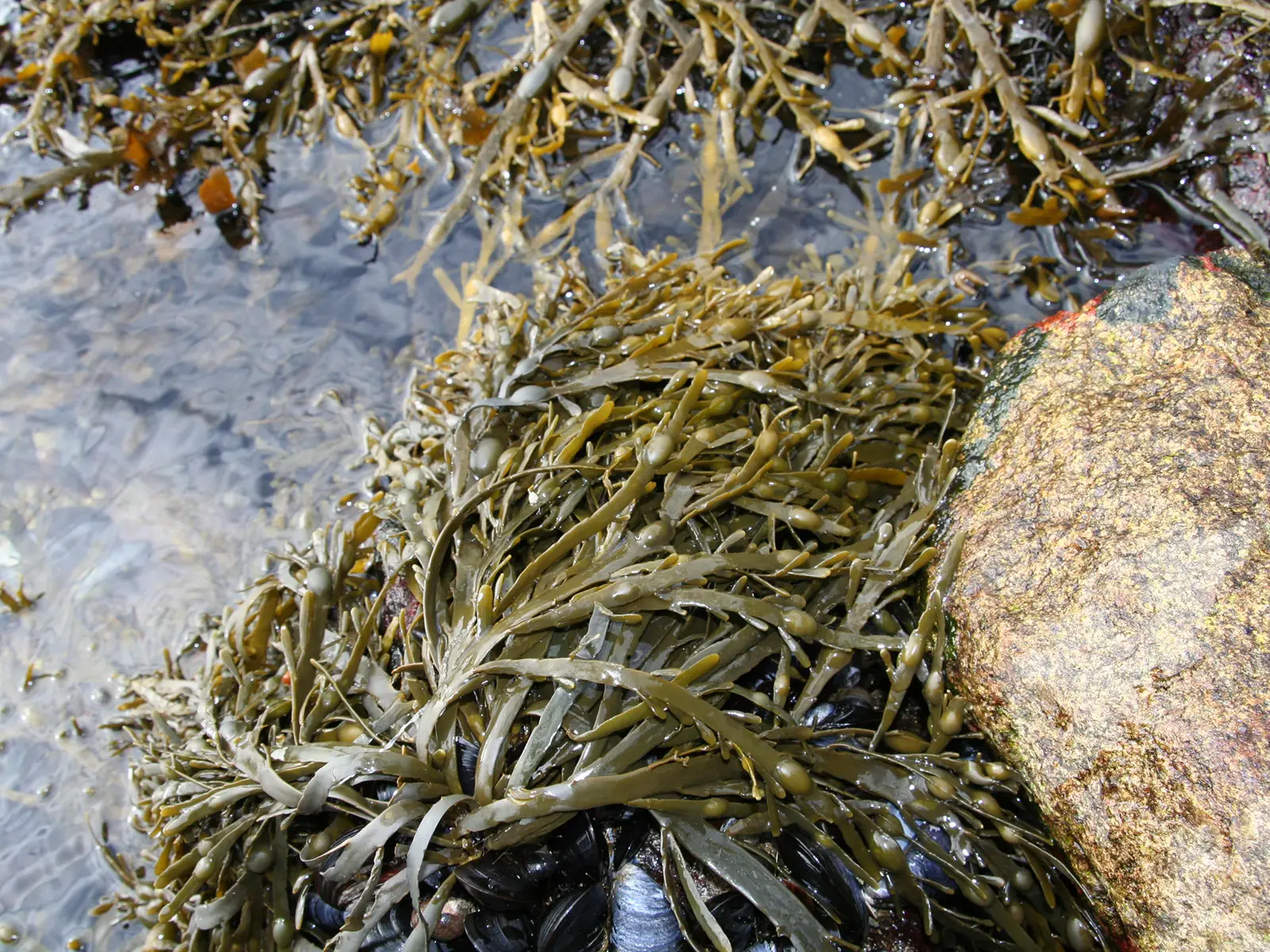 Ascophyllum nodus, una delle alghe più antiche al nostro servizio
