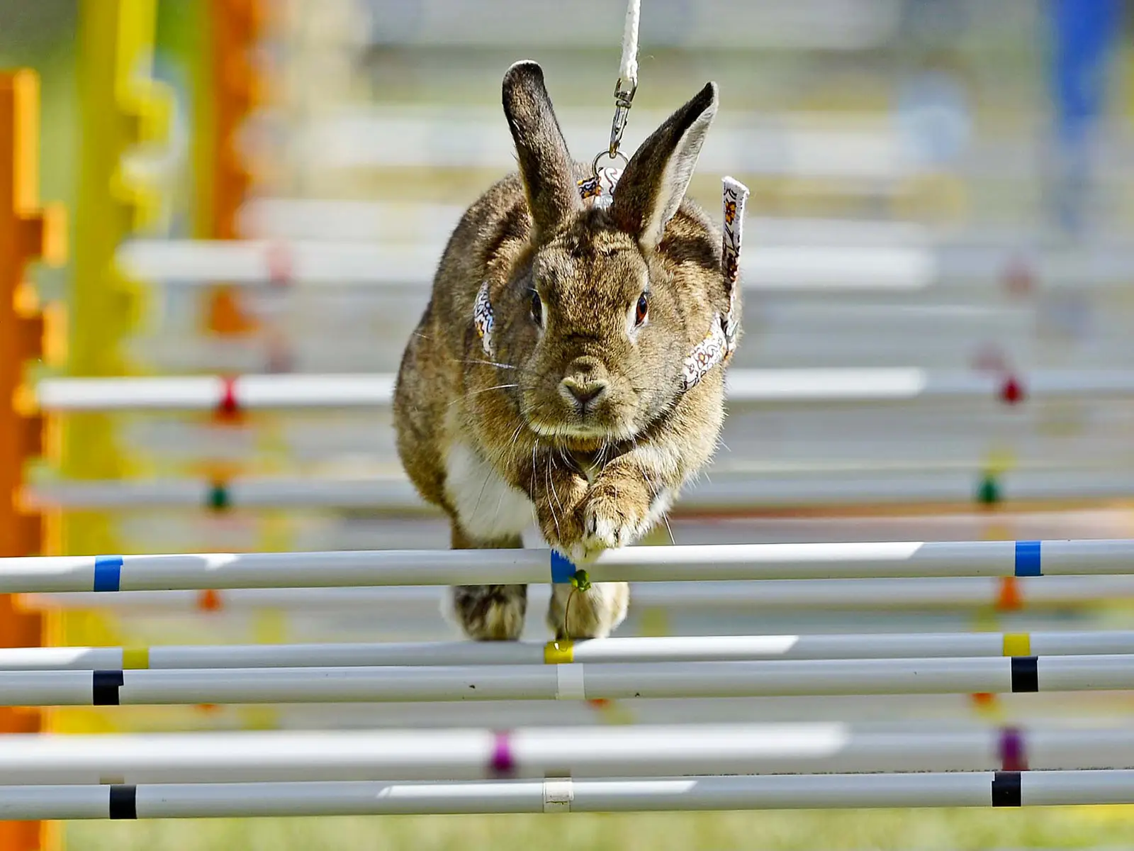 Kaninhop il fantastico mondo del salto ostacolo per conigli