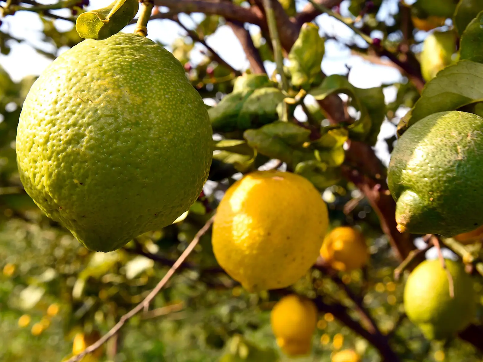 Limone di Siracusa, un milione di quintali per conquistare l'Europa