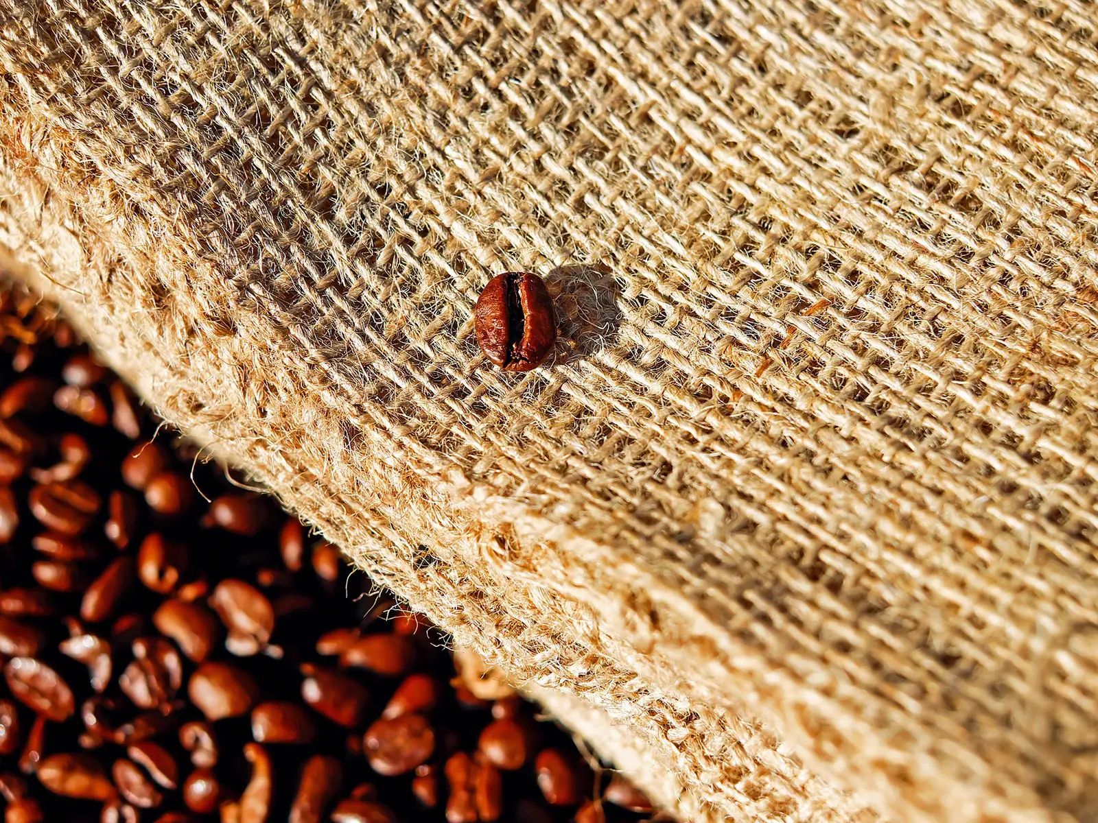 Il cambiamento climatico potrebbe far sparire il caffè