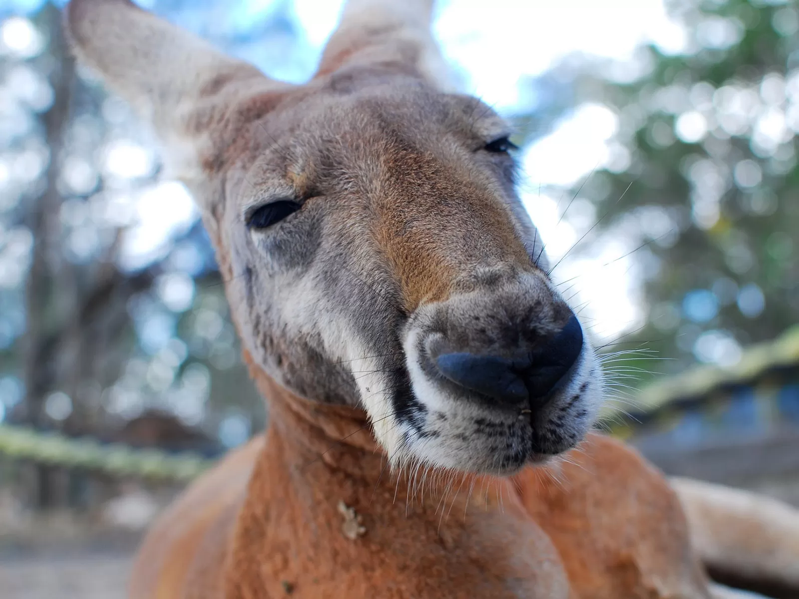 Per salvare l’ecosistema australiano bisogna mangiare i canguri