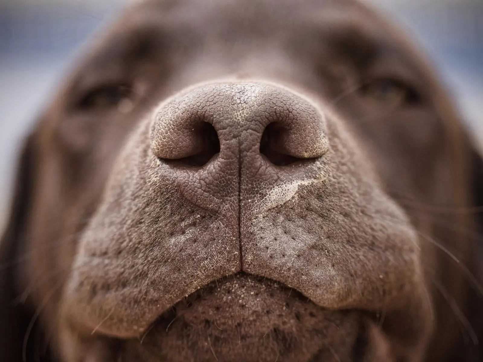 Come i cani vedono il mondo attraverso il loro naso