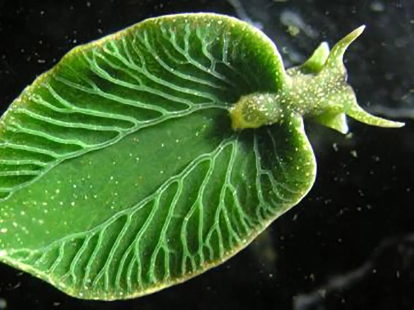 La lumaca fotosintetica: un caso unico al mondo