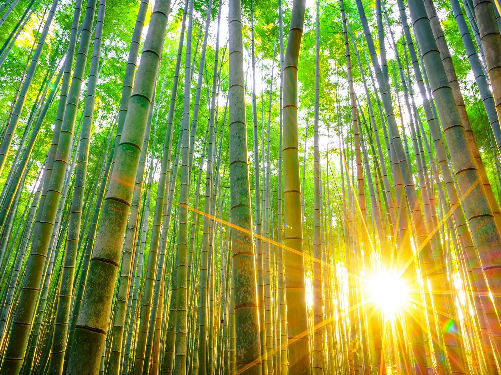 Sale di bambù: il rimedio coreano naturale dalle mille proprietà