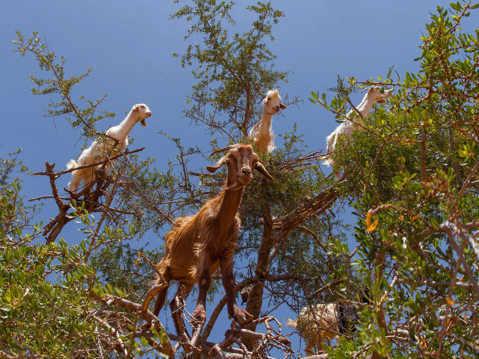 L'olio di Argan e le capre arrampicatrici di alberi in Marocco
