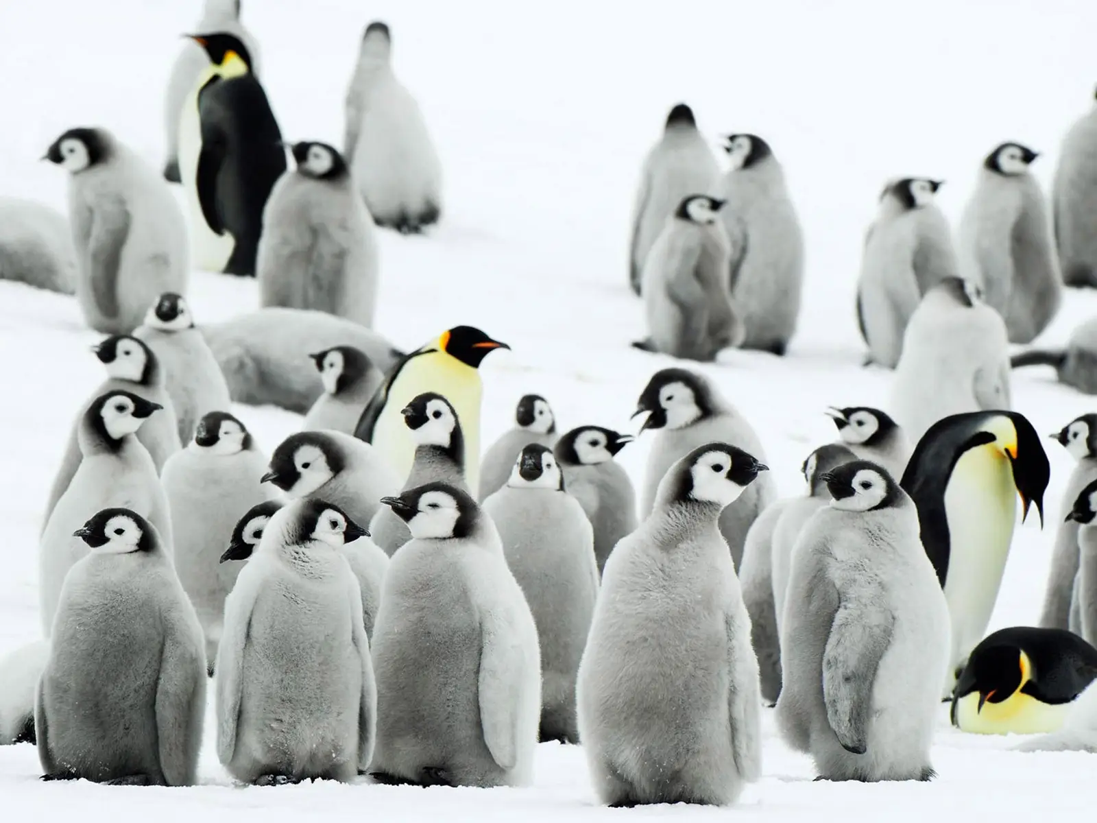 Solo 2 su 40mila: la strage dei pinguini in Antartide