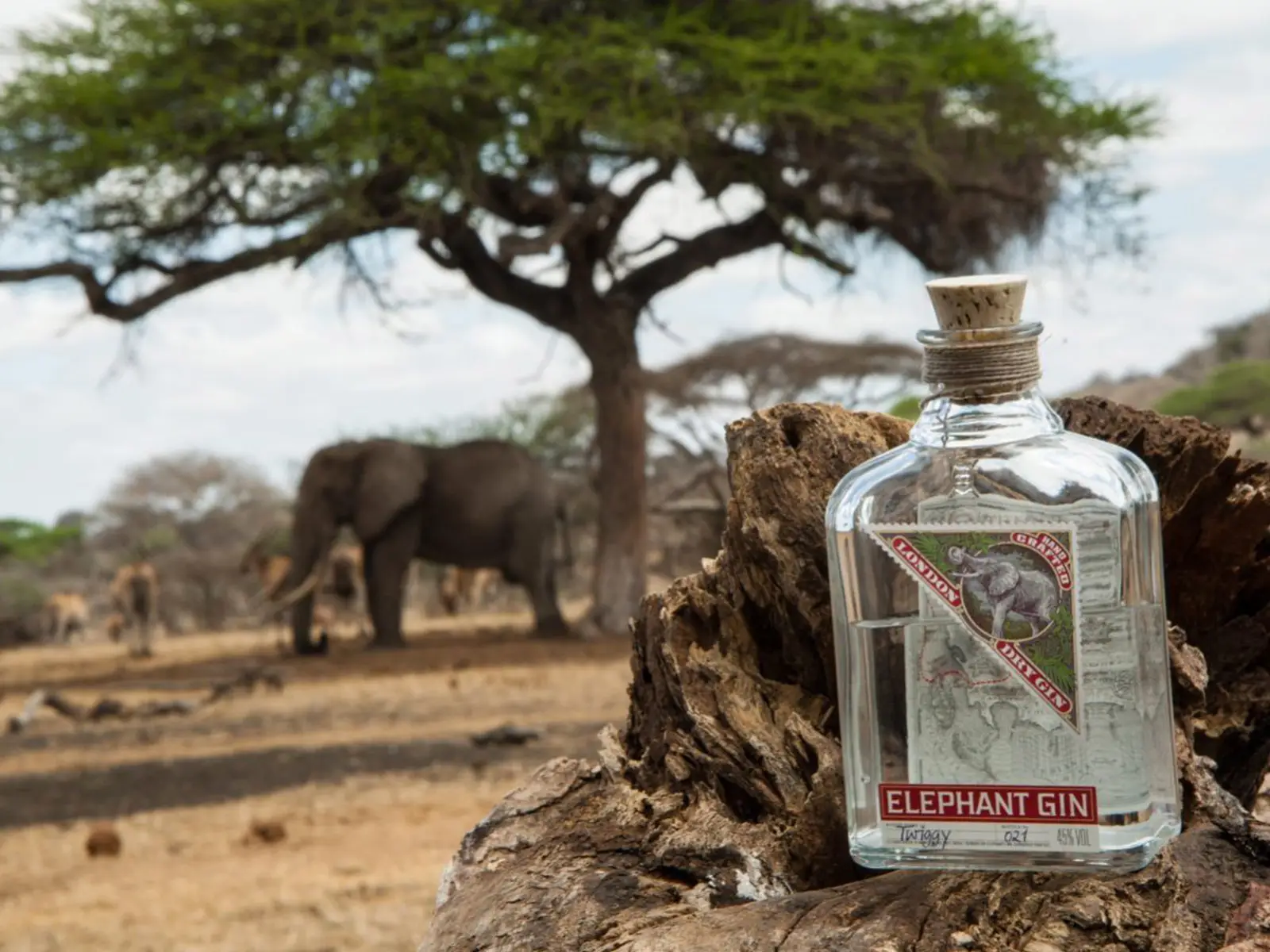 Elephant Gin un drink per salvare gli elefanti
