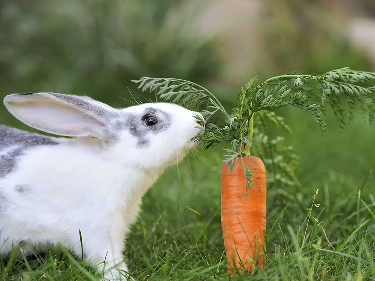 conigli mangiano carote