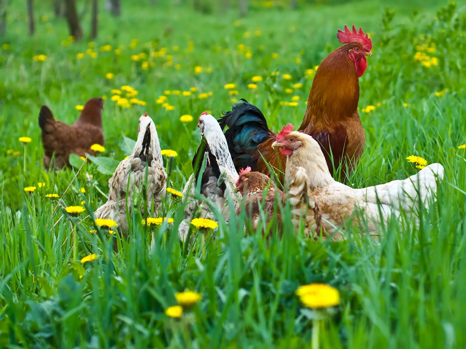 Il pollo biologico e tradizionale vi raccontiamo cosa cambia