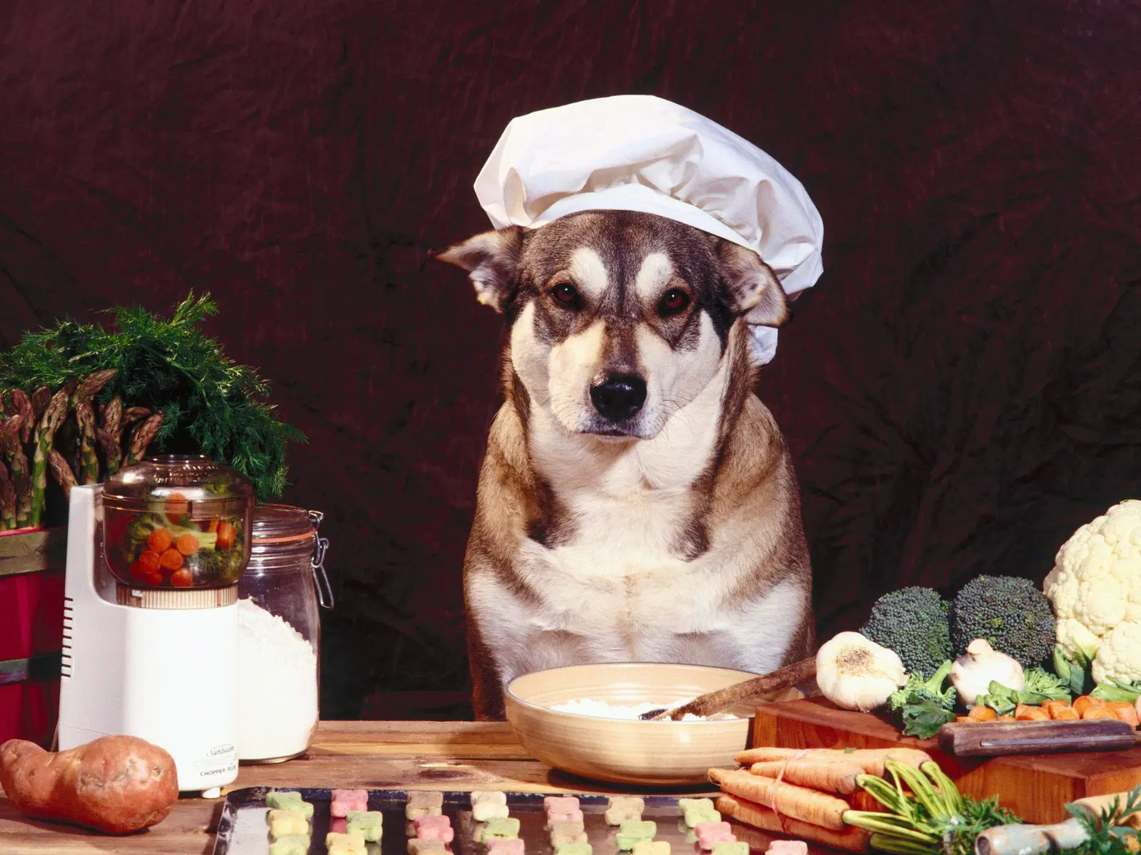 Dogs Bistrot alimenti naturali e Bio per cani