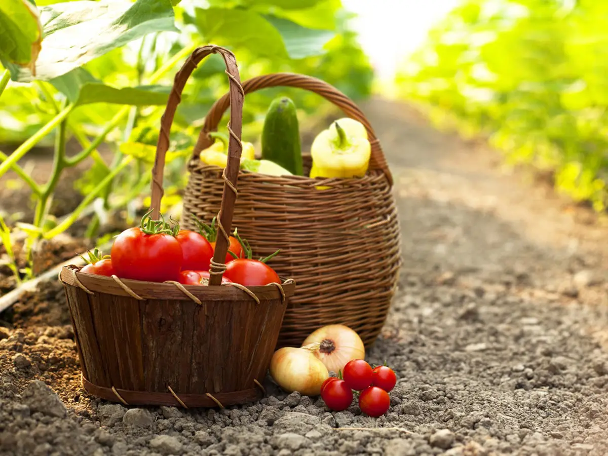 Mangiare biologico riduce i pesticidi nel corpo