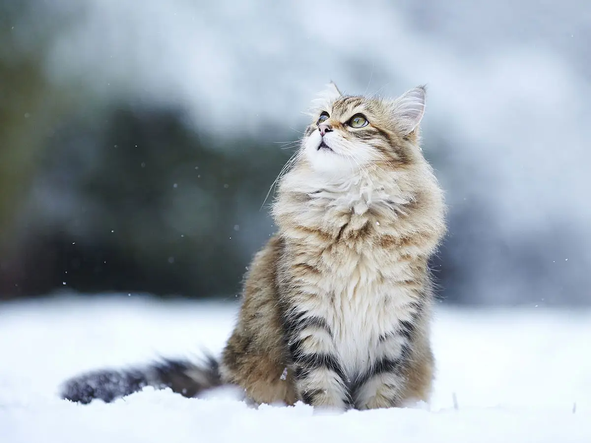 Come difendere il tuo gatto dal freddo durante l inverno
