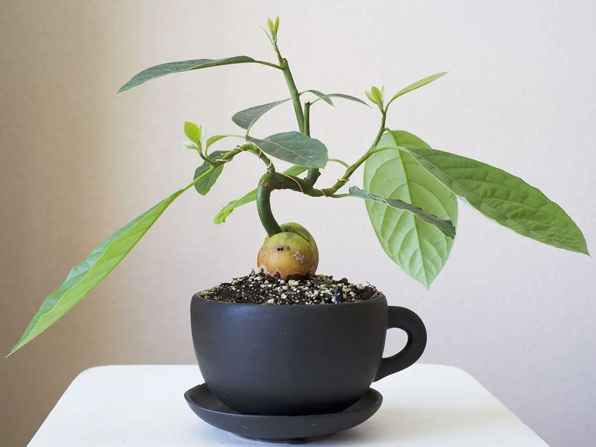 Coltivare l avocado in casa