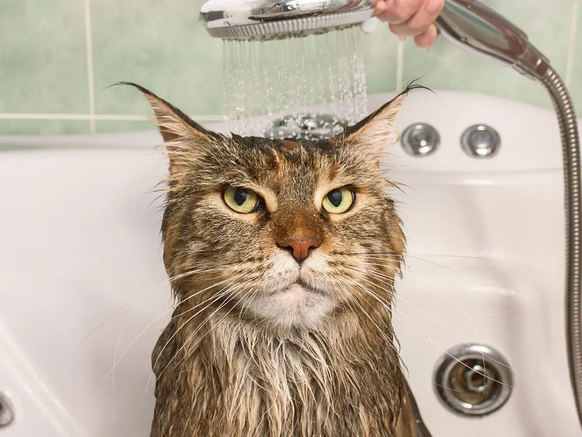 I gatti odiano l acqua