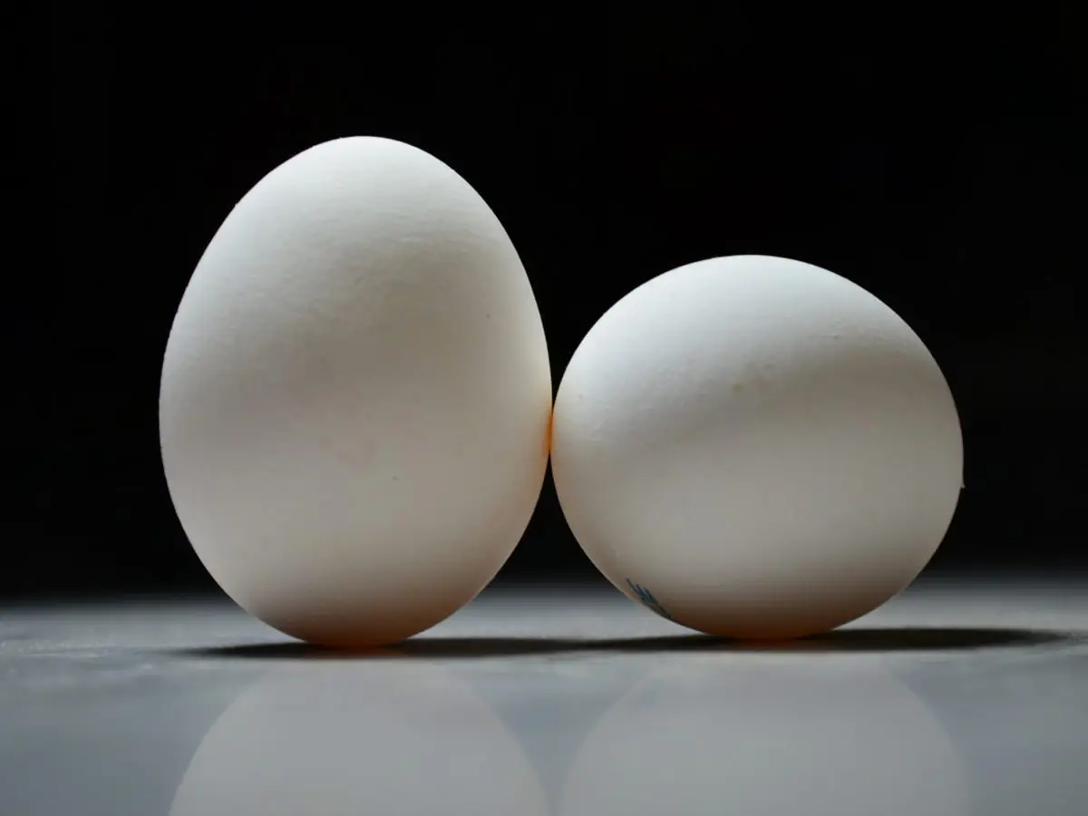 Perche le uova hanno forme diverse