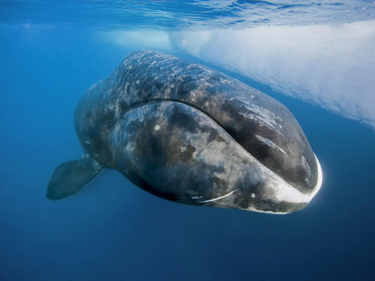 La misteriosa balena che suona il jazz balena della Groenlandia