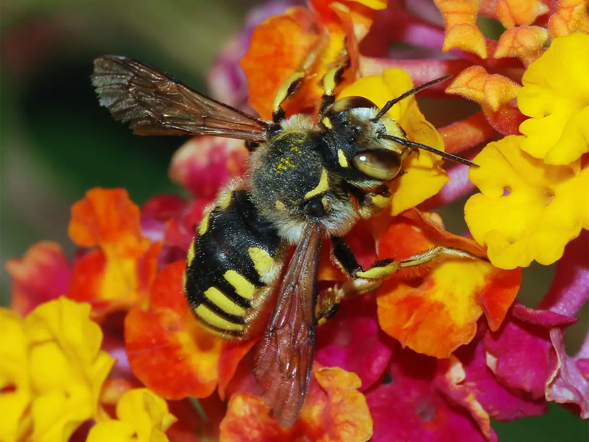 L Europa vieta i pesticidi pericolosi per le api