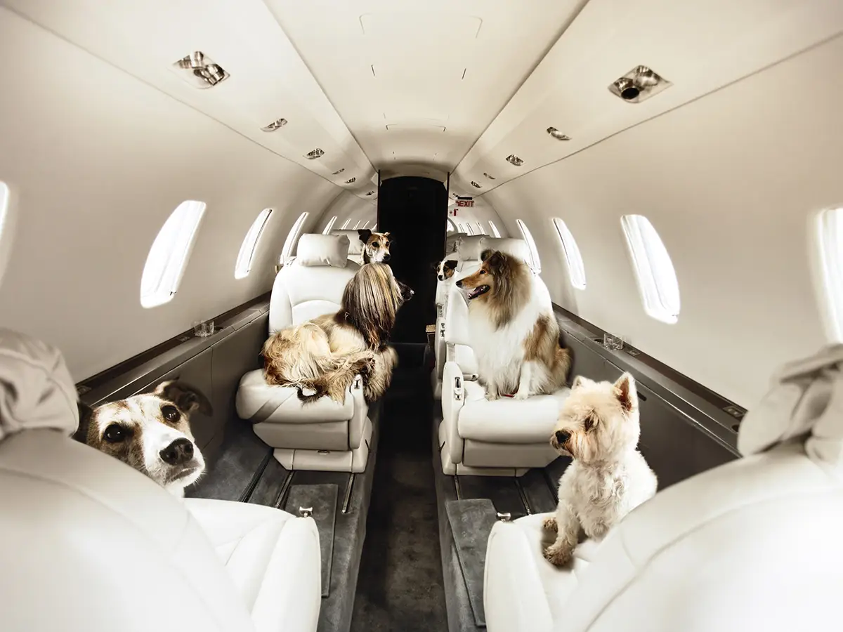 Come proteggere cani e gatti durante i viaggi in aereo