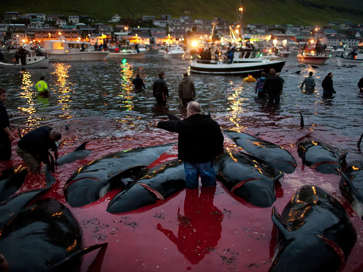 La mattanza delle balene nelle isole Faroe