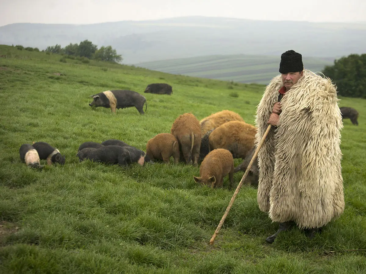 Il maiale di Bazna, dalla Romania una specialità unica
