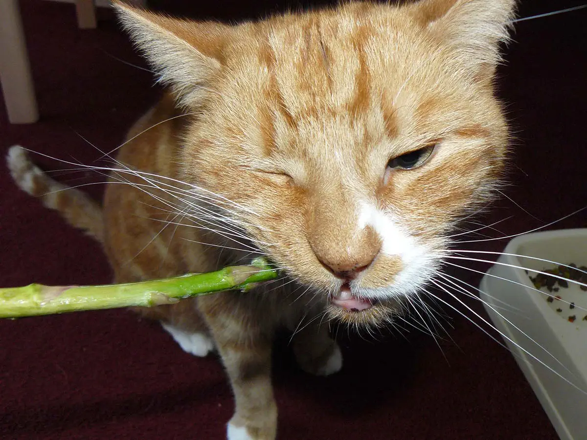 asparagi per gatti