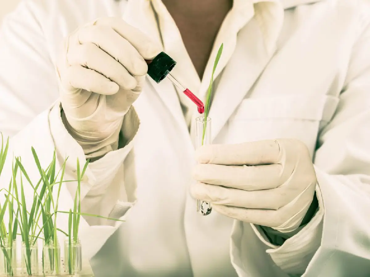 OGM in etichetta cresce fiducia dei consumatori
