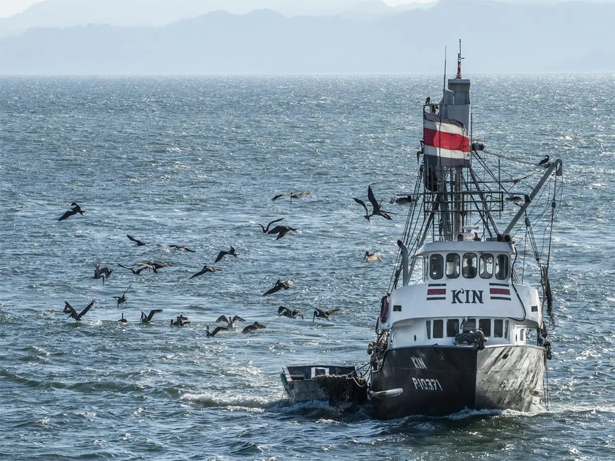 Pesca illegale albatros diventano droni spia