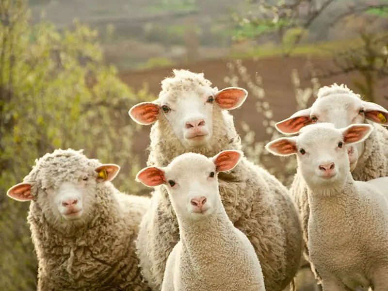 fertilizzante bio lana pecore