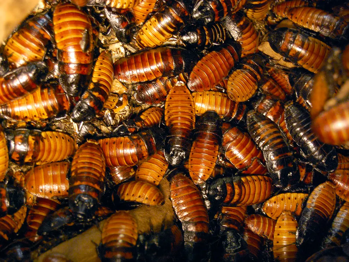 scarafaggi rifiuti