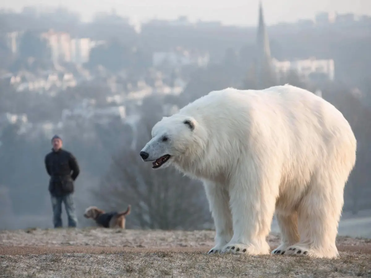 invasione orsi polari