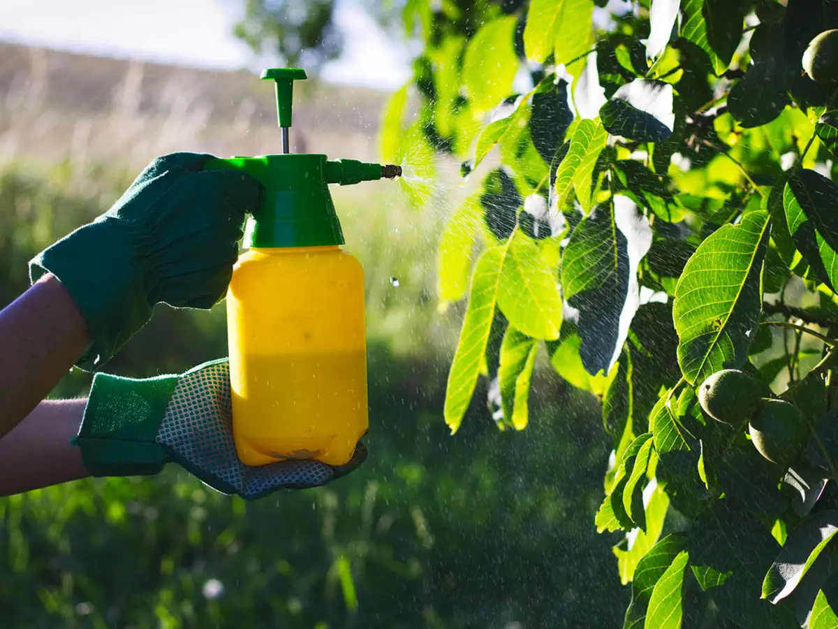 pesticidi frutta italiana biologico