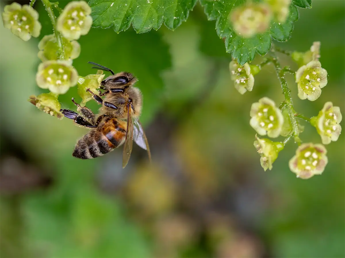 legge salvare le api baviera