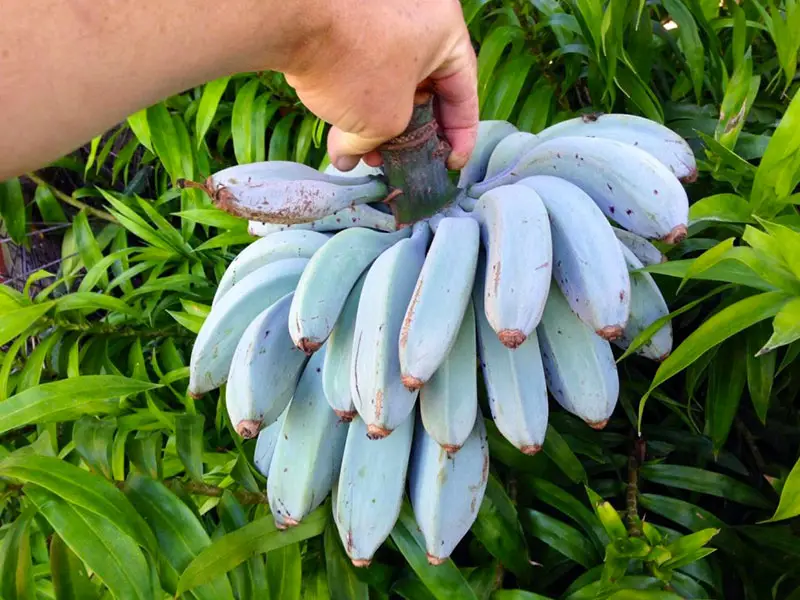 banana blu gelato vaniglia