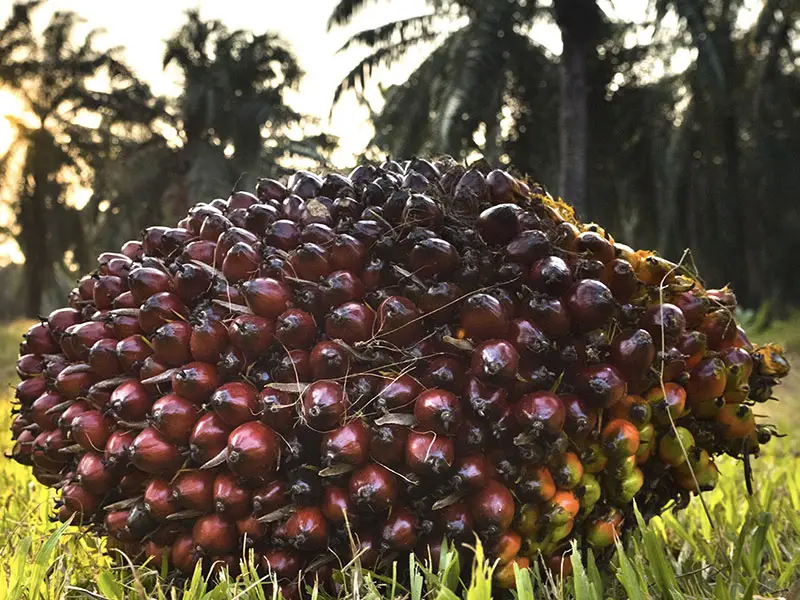 Ferrero sceglie olio palma