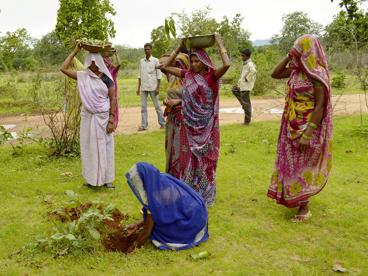 india record alberi