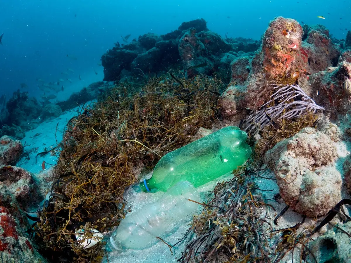 coralli microplastiche inquinamento