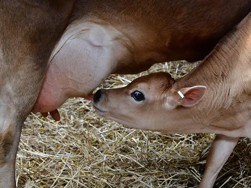 latte etico vitelli