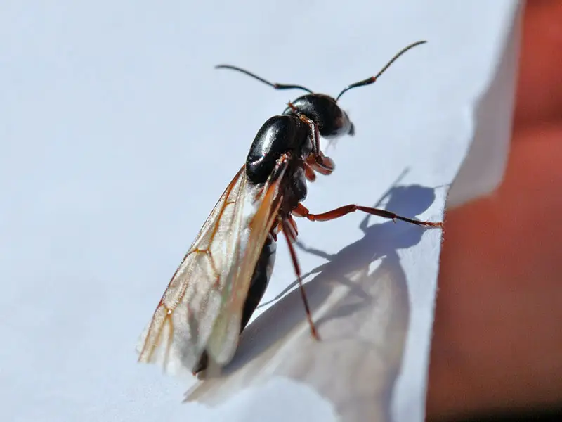 sciame formiche volanti