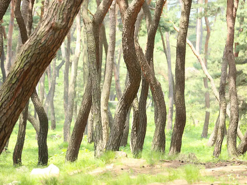 tagliare alberi salvare foreste