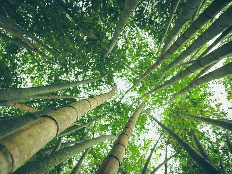 applicazioni sostenibili bambù