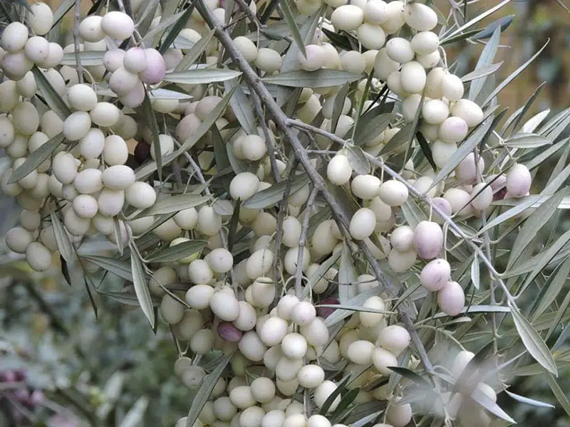 olive bianche leucocarpa