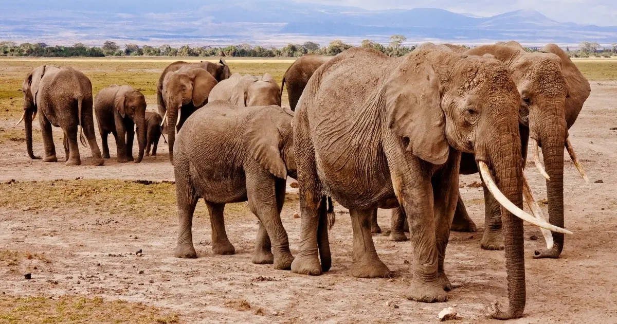 elefanti siccita africa fb